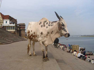 Корова