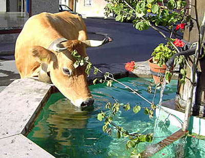 Корова