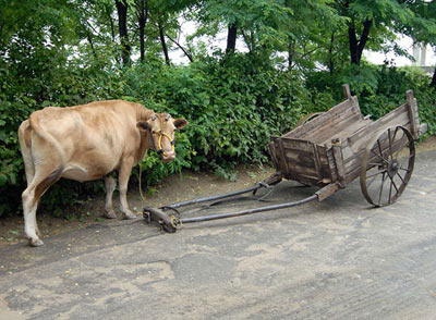 Корова