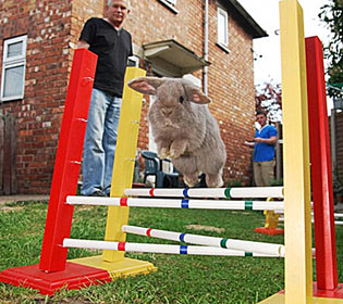 Аджилити, agility