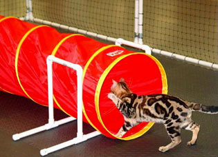 Аджилити, agility