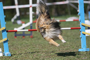 Аджилити, agility
