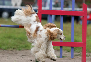 Аджилити, agility