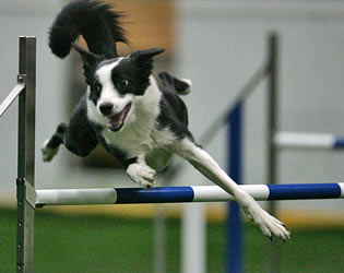 Аджилити, agility