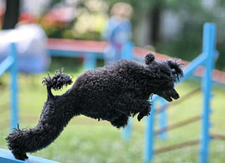 Аджилити, agility