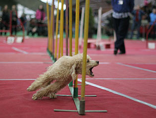 Аджилити, agility