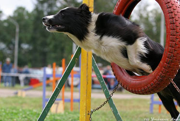 Аджилити, agility