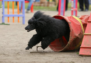 Аджилити, agility