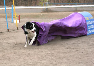 Аджилити, agility