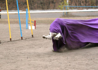 Аджилити, agility