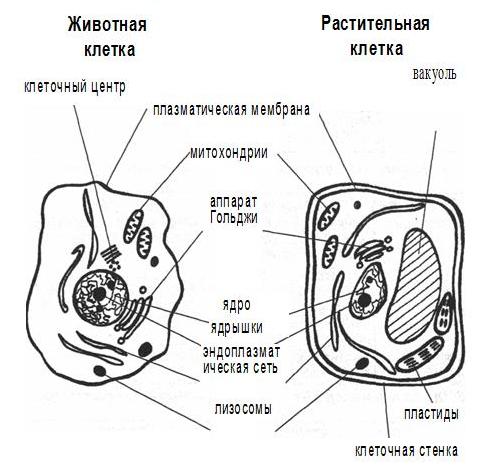 Сравнение клеток
