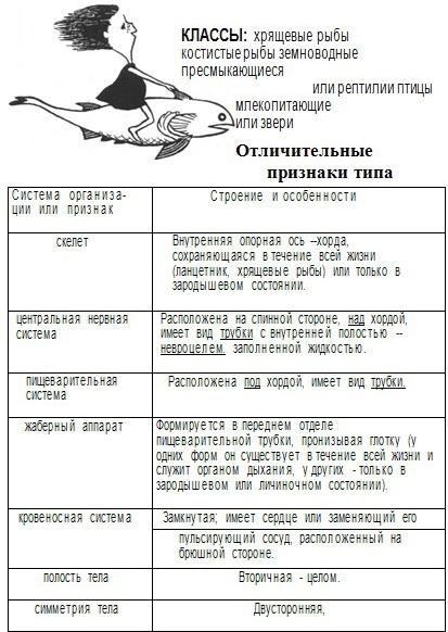 Типы хордовые