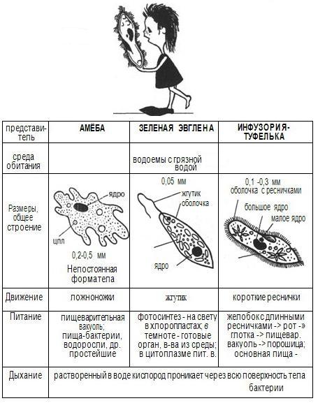 Одноклеточные (простейшие)