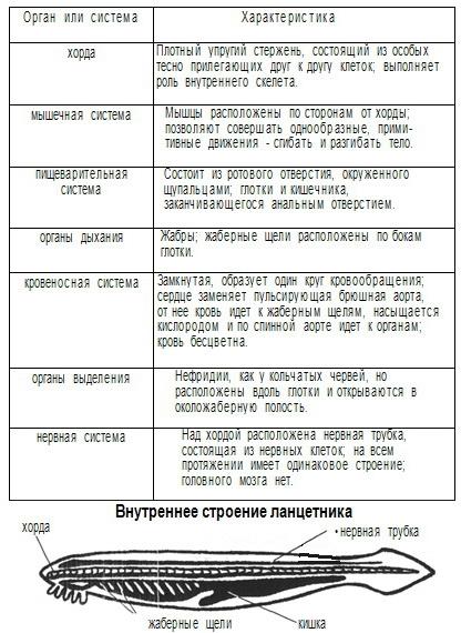 ЛАБОРАТОРНАЯ РАБОТА СТРОЕНИЕ РЫБЫ БИОЛОГИЯ 7 КЛАСС images
