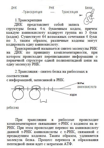 Синтез белка