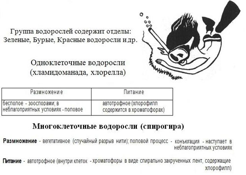 Царство растений