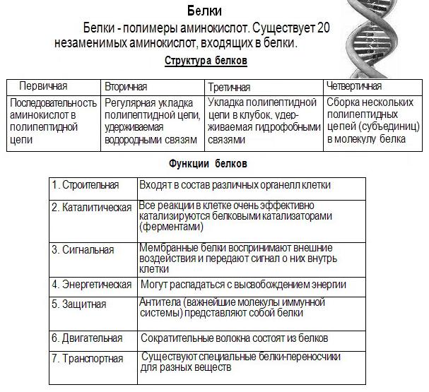 Белки