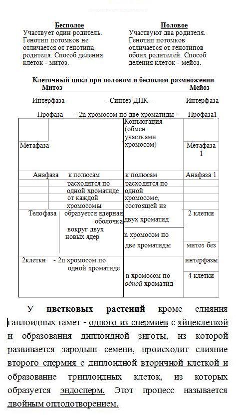 Размножение