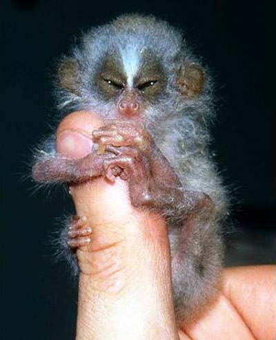 slender loris