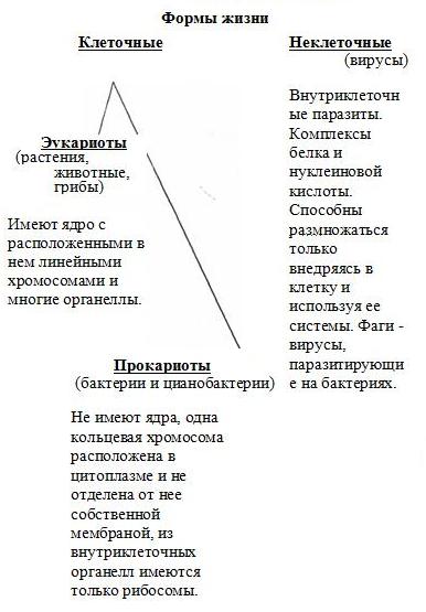 Прокариоты и вирусы