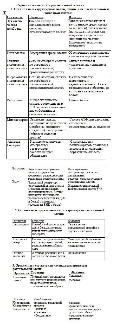 Строение живой и растительной клетки