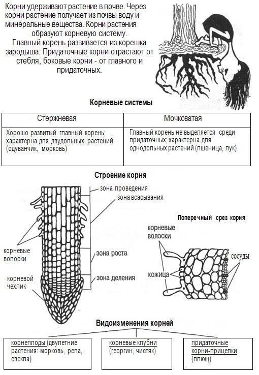 Органы растения: Корни