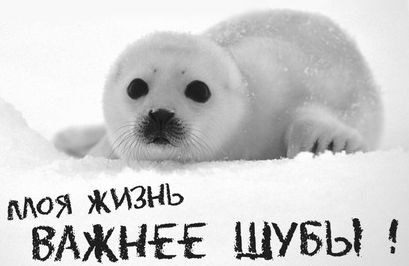 защита животных