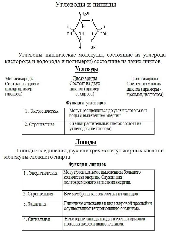 Углеводы и липиды