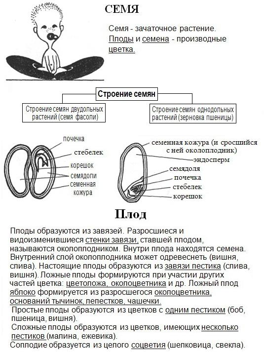 Генеративные органы растения: Семя и Плод