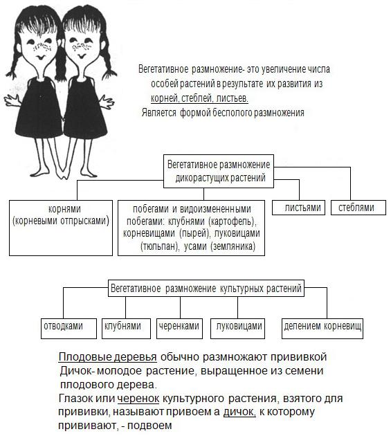 Вегетативное размножение цветковых растений