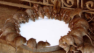 Крысиный рай Карни Мата