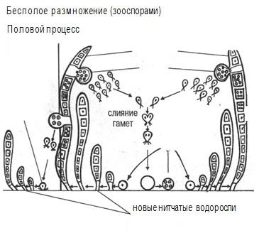 Строение и размножение многоклеточной нитчатой зеленой водоросли улотрикс