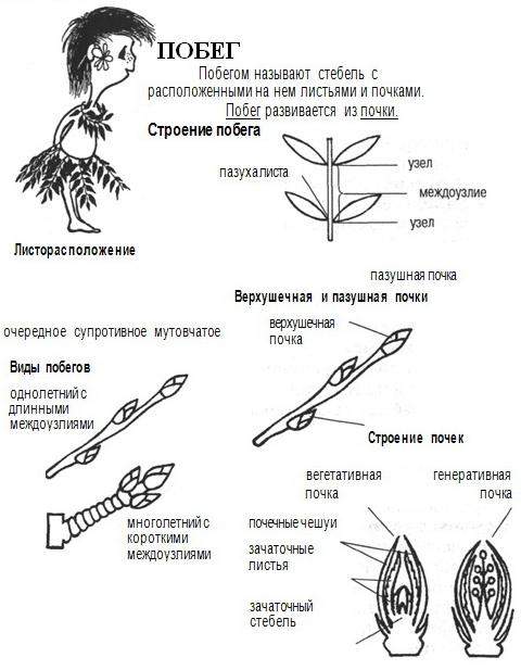 Органы растения: Побеги