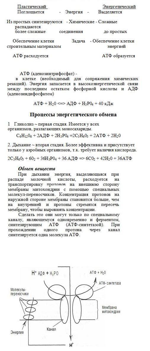Обмен веществ и АТФ